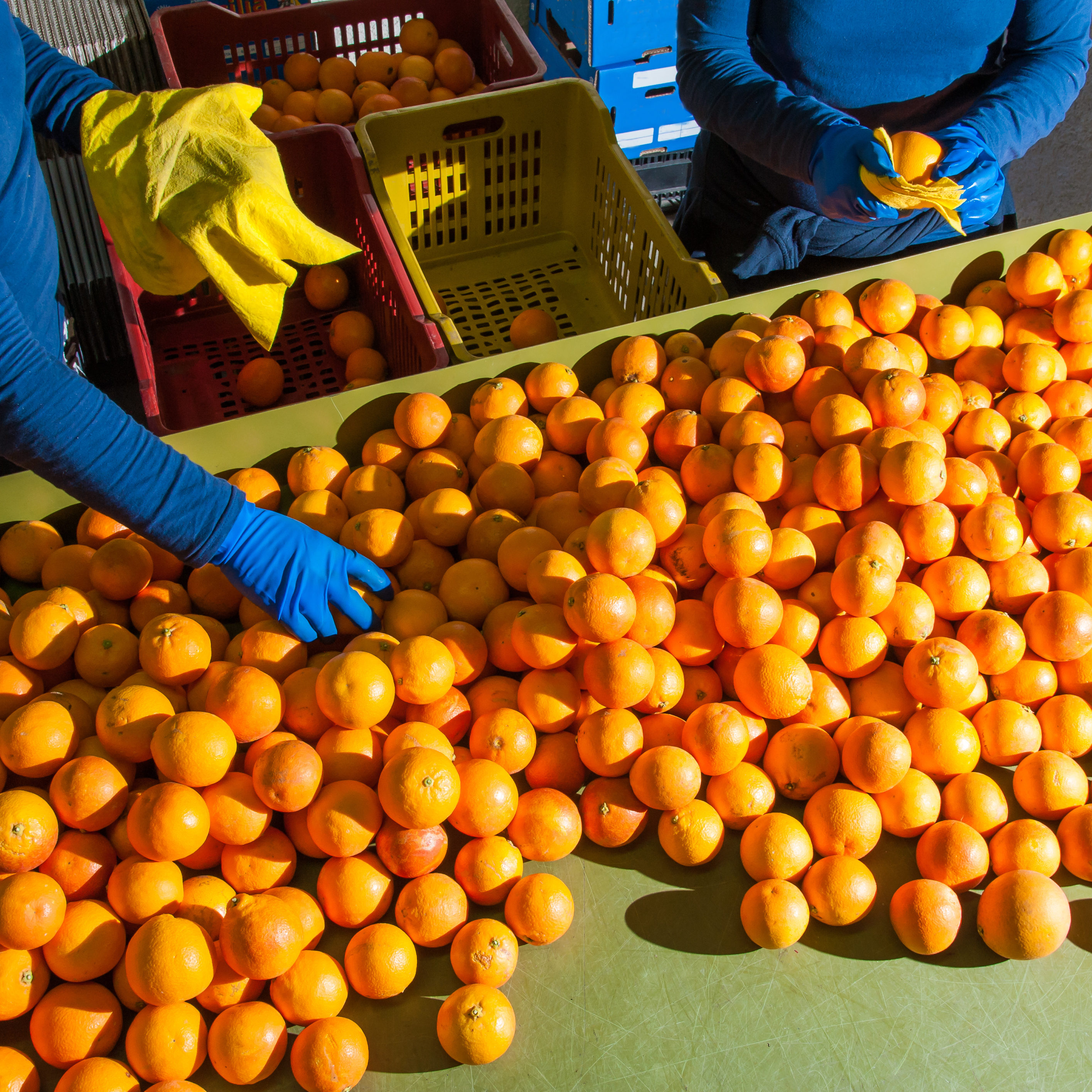 The working of oranges Farmers manually selecting and cleaning organic tarocco oranges before packaging